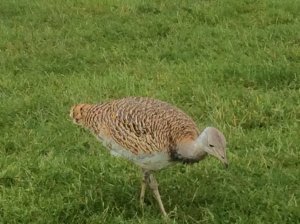 bustard6