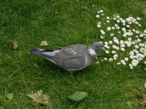 wood pigeon