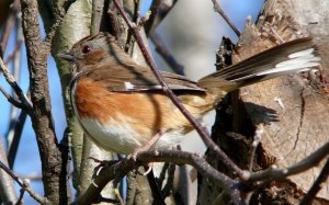 BlogEastern_Towhee-27527