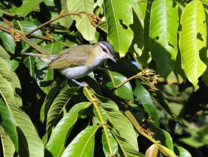 blogred eye vireo sanches